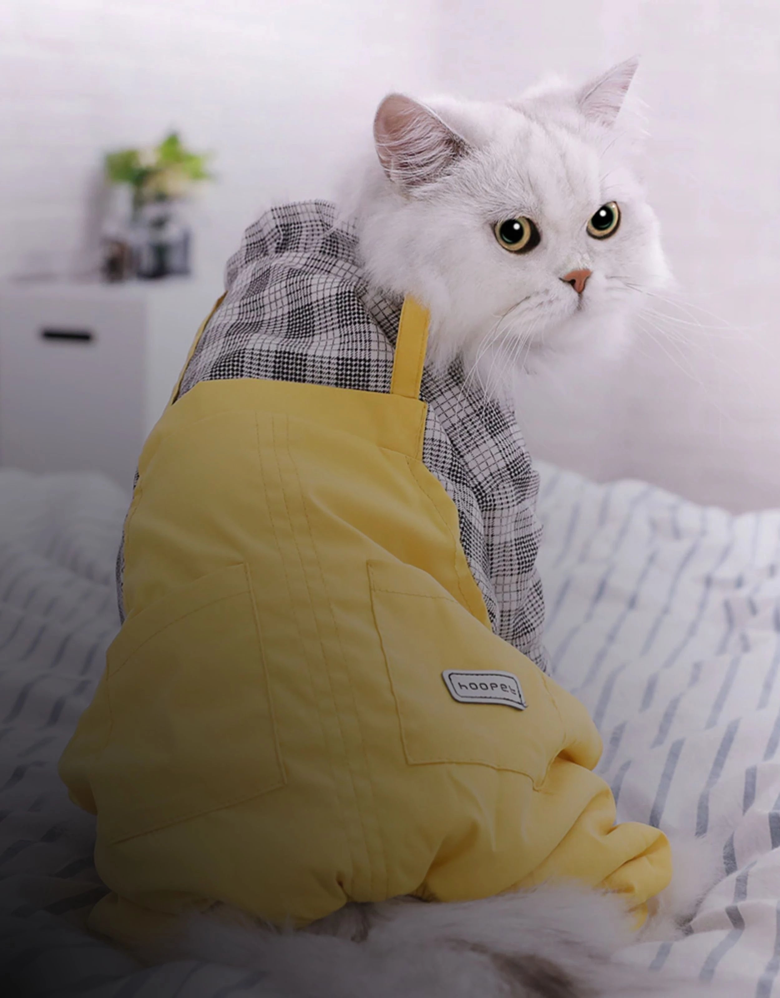 pants-for-cats