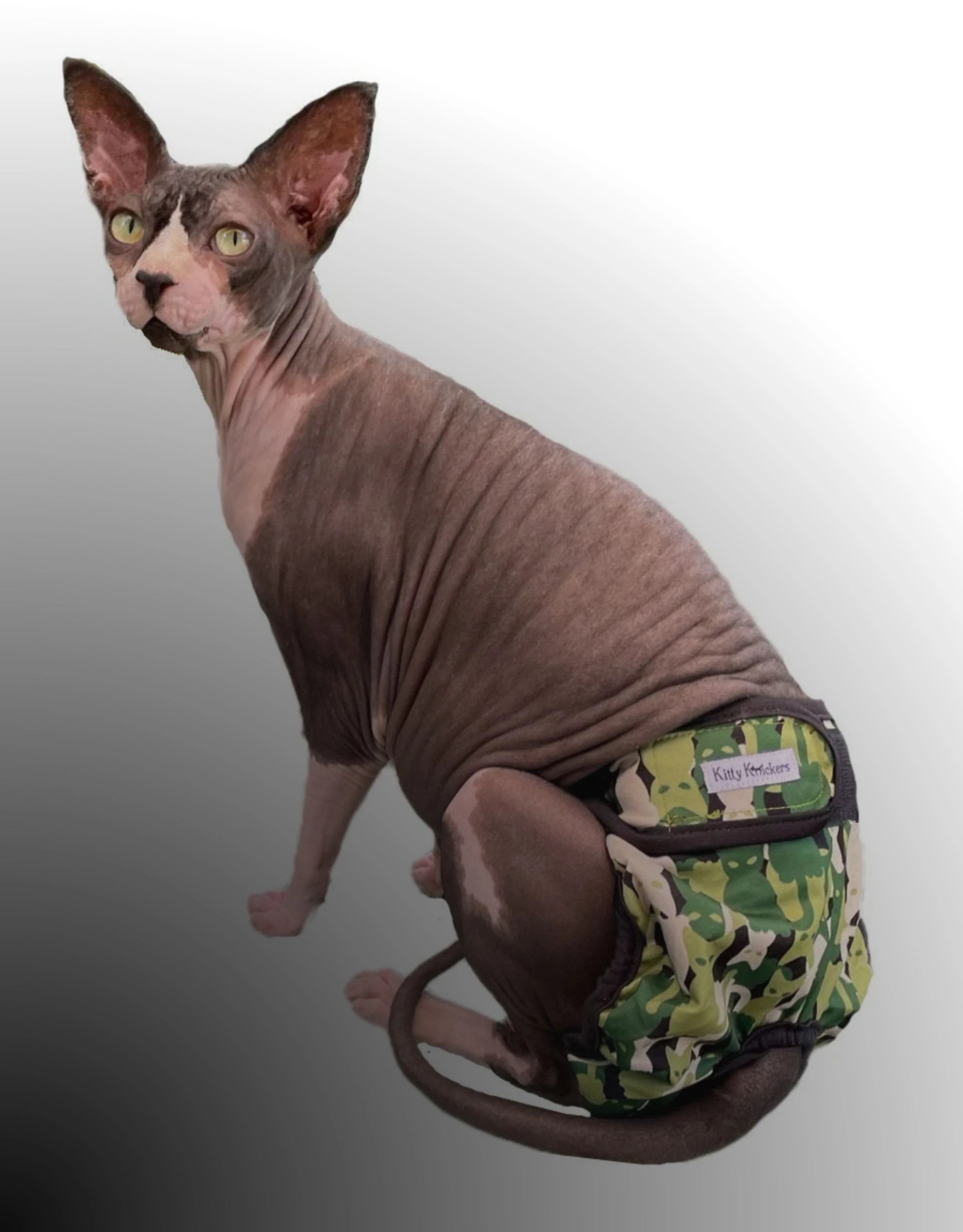underwear-for-cats