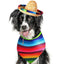 Mini Straw Sombrero for Cats, Woven Fiesta Hat With Colorful Brim