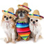 Mini Straw Sombrero for Cats, Woven Fiesta Hat With Colorful Brim