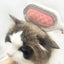 Cat Grooming Brush with Water Tank for Damp Wipe Brushing