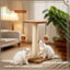 Basic Kitten Scratching Post With Top Perch and Two Hanging Ball Toys