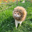 King of the House Cat Lion Mane, Funny Gift for Cat Dads