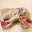 Rainbow Foam Cat Balls, Soft Lightweight Chase Toys in Packs of 10 to 100