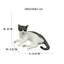 Realistic Ragdoll Cat Figurine and Chubby Cat Model, PVC