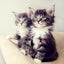 Katzen Wandkunst