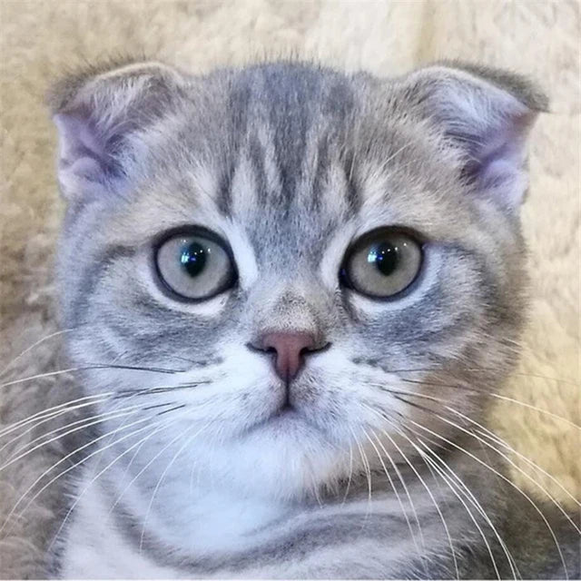 Katzen Wandkunst