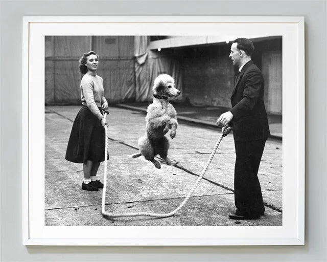 Плакати с кучета и котки
