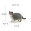 Realistic Ragdoll Cat Figurine and Chubby Cat Model, PVC