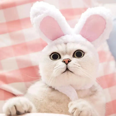 Заешка шапка за котки