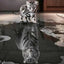 Katzen Wandkunst