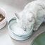 Ciotole per l'acqua per gatti