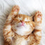 Katzen Wandkunst