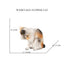 Realistic Ragdoll Cat Figurine and Chubby Cat Model, PVC