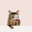 Art abstrait de chat Poster