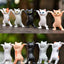 Hold Everything Cat Figures, Dancing Cat Pen and Earbud Holder