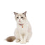 Collari per gatti in cotone