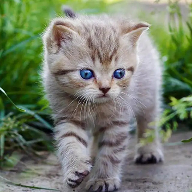 Katzen Wandkunst
