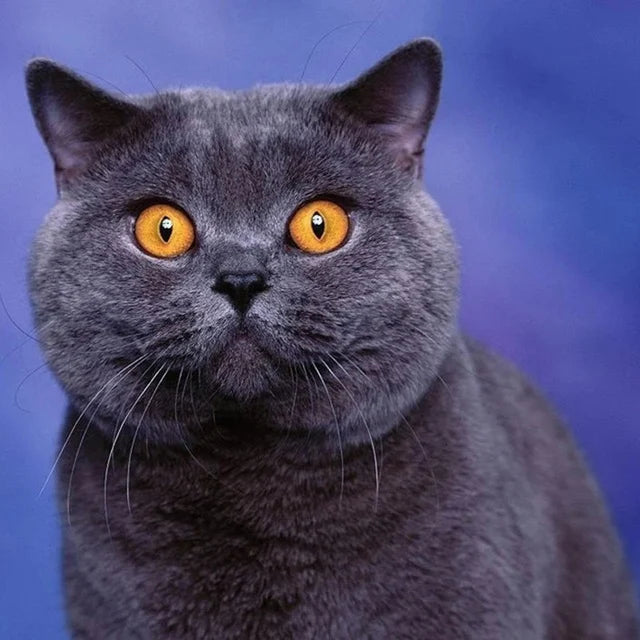 Katzen Wandkunst