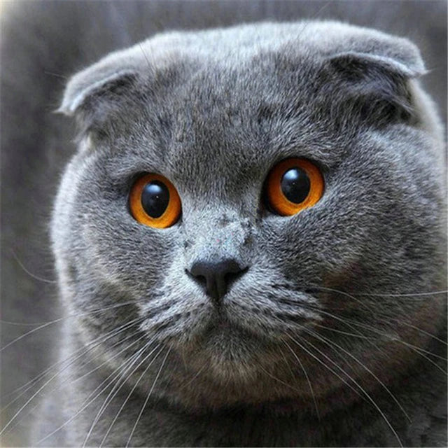 Katzen Wandkunst