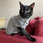Knit Sphynx Cat Sweater in Solid Colors, Warm Winter Pullover XS to XXL