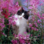 Katzen Wandkunst