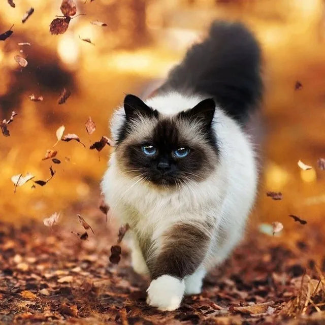 Katzen Wandkunst