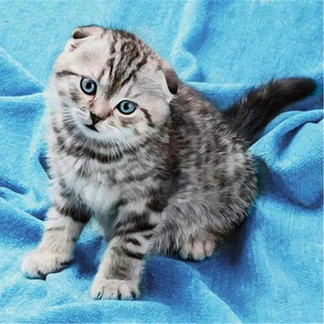 Katzen Wandkunst