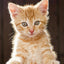 Katzen Wandkunst