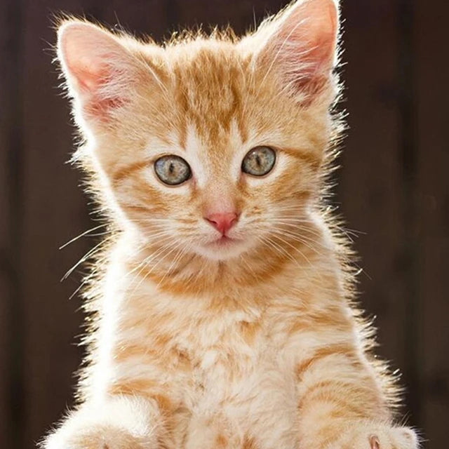 Katzen Wandkunst