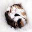 Katzen Wandkunst