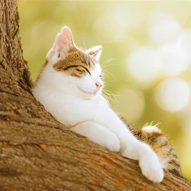 Katzen Wandkunst