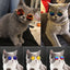 Aviator Cat Glasses