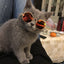 Cat Glasses