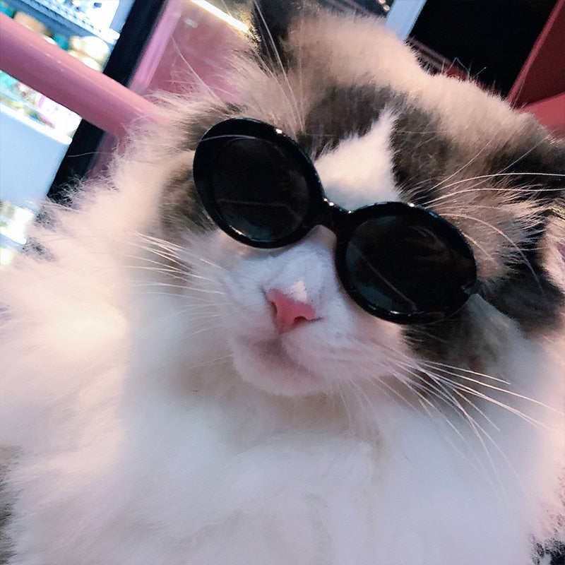 Fashion Glasses for cats
