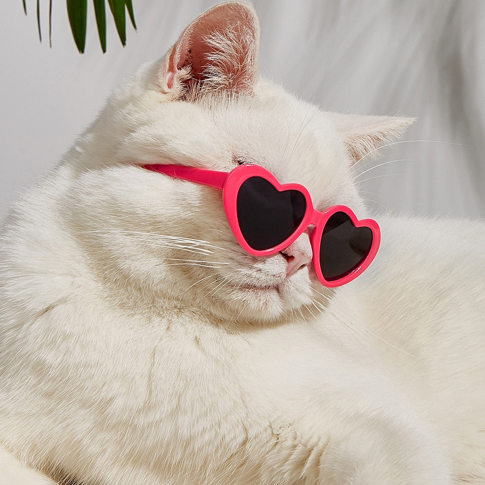 gray cat wearing sunglasses wallpaper Nyan Cat #cat #glasses digital art  #animals #1080P #wallpaper #hdwallpaper #desktop | Nyan cat, Hipster cat,  Cat background