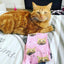 Personalized Cat Socks