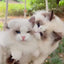 cute-cat-on-macram-bed