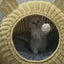 wicker-cat-bed