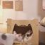 cat-desk-bed