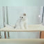 cat-window-bed
