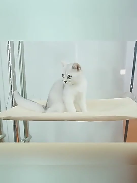 cat-window-bed