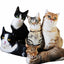 3D Cat Plush