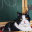 3D Cat Plush - Black Sleeping