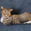 3D Cat Plush