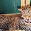 3D Cat Plush - Stripe Sleeping