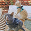 Adjustable Cat Harness - cat harness leash