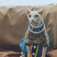 Beerus Costume for Cat
