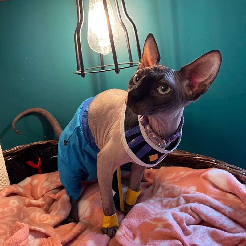 Beerus Costume for Cat