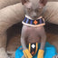Beerus Costume for Cat